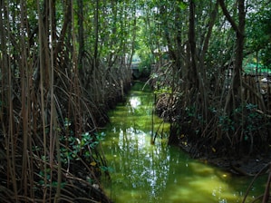 a stream in a forest
