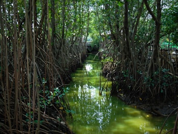 a stream in a forest