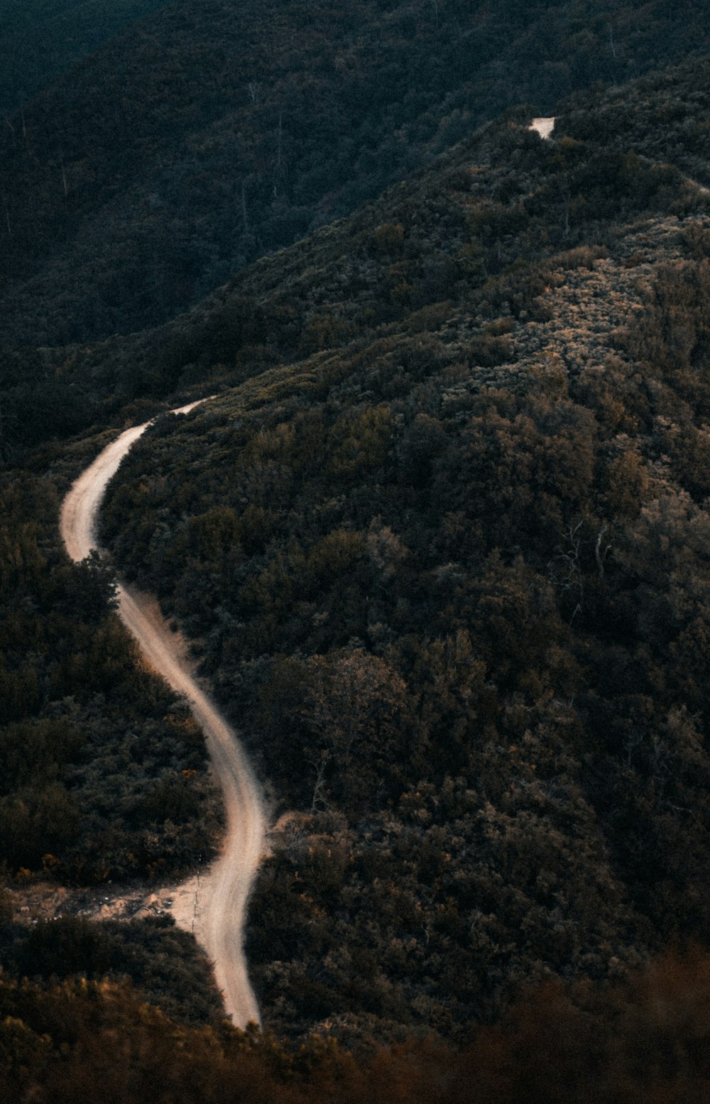 a river running through a forest