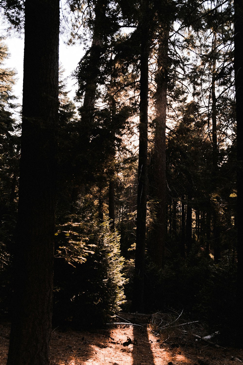 a forest with tall trees