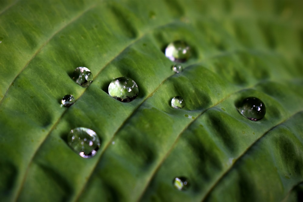 water droplets on a leaf