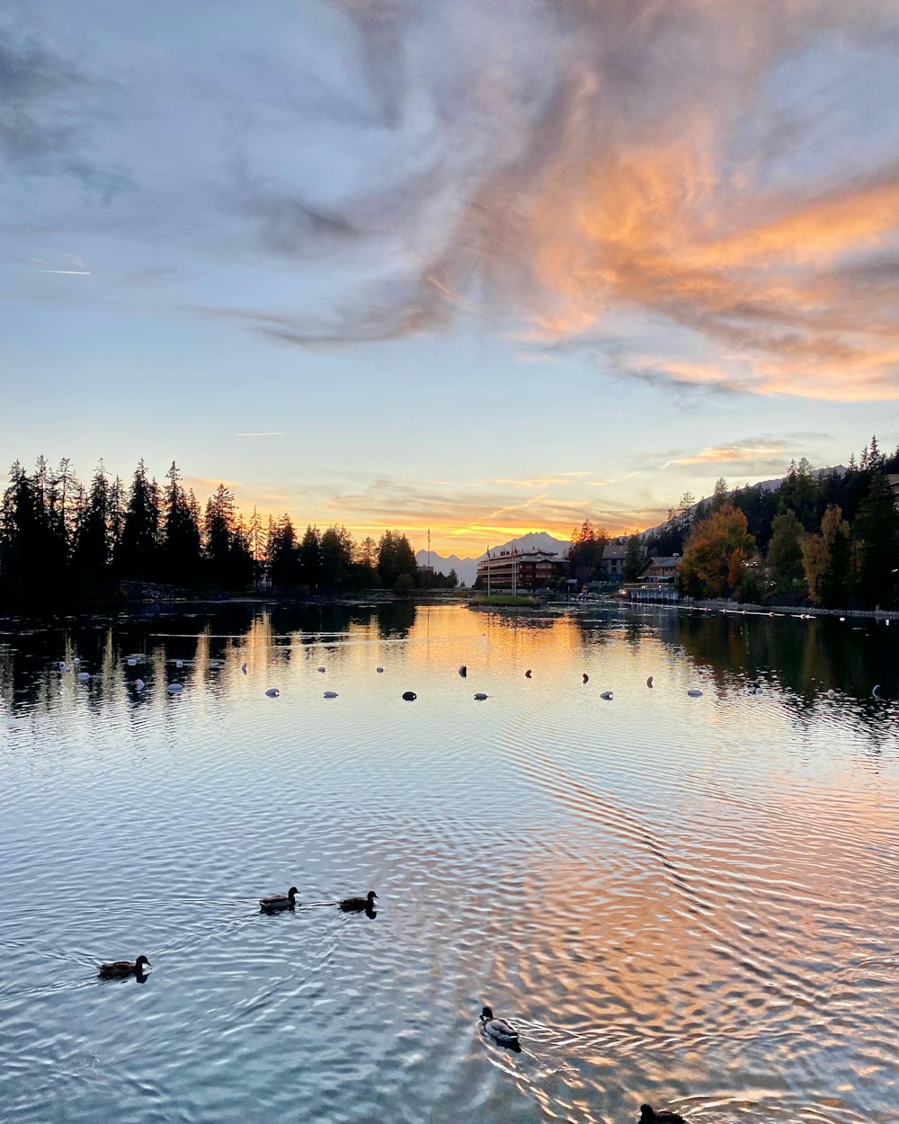 a group of ducks swimming in a lake