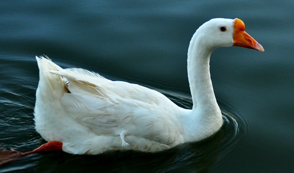 a white duck swimming in water