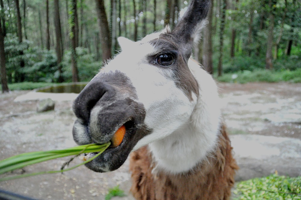 a white and brown donkey eating a leafy green plant