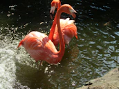 flamingos drinking water from a pond