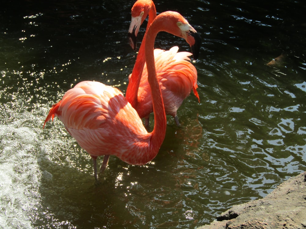 flamingos drinking water from a pond