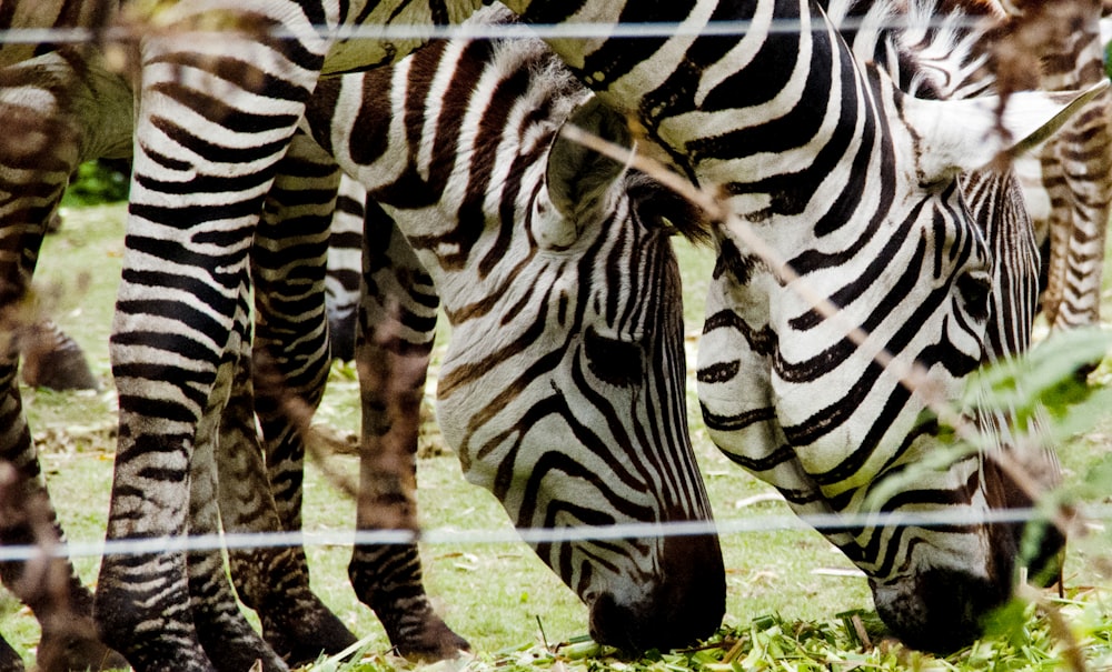 a group of zebras eating grass