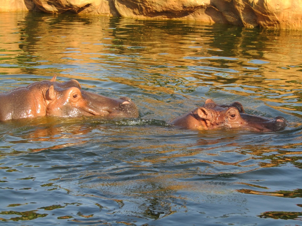 a group of hippopotamus in a body of water