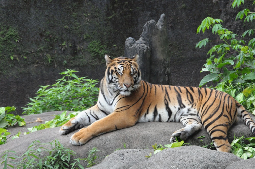 a tiger lying on a rock