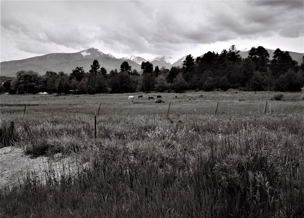 a group of animals stand in a field