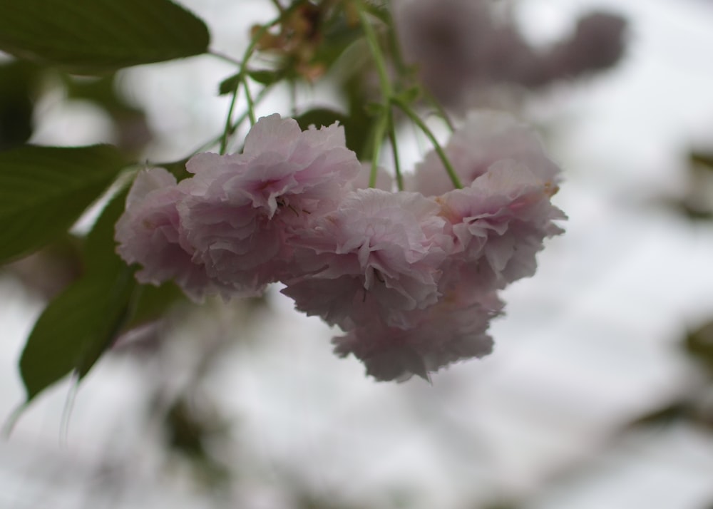 a close up of a flower