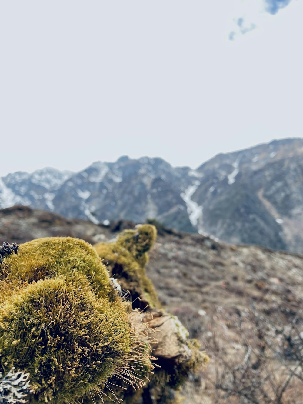 a group of cactus in front of snowy mountains