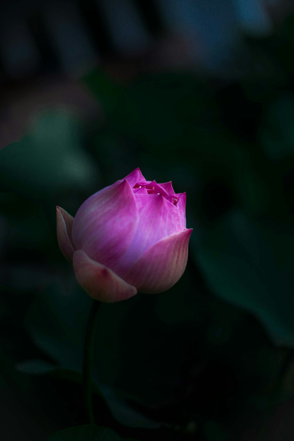 a close up of a flower