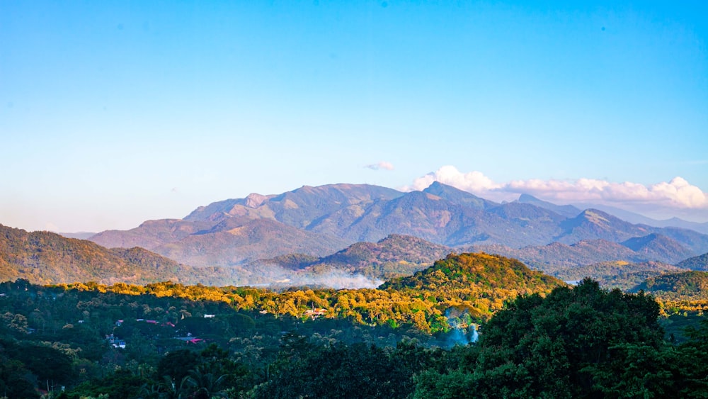 a landscape with trees and mountains in the back