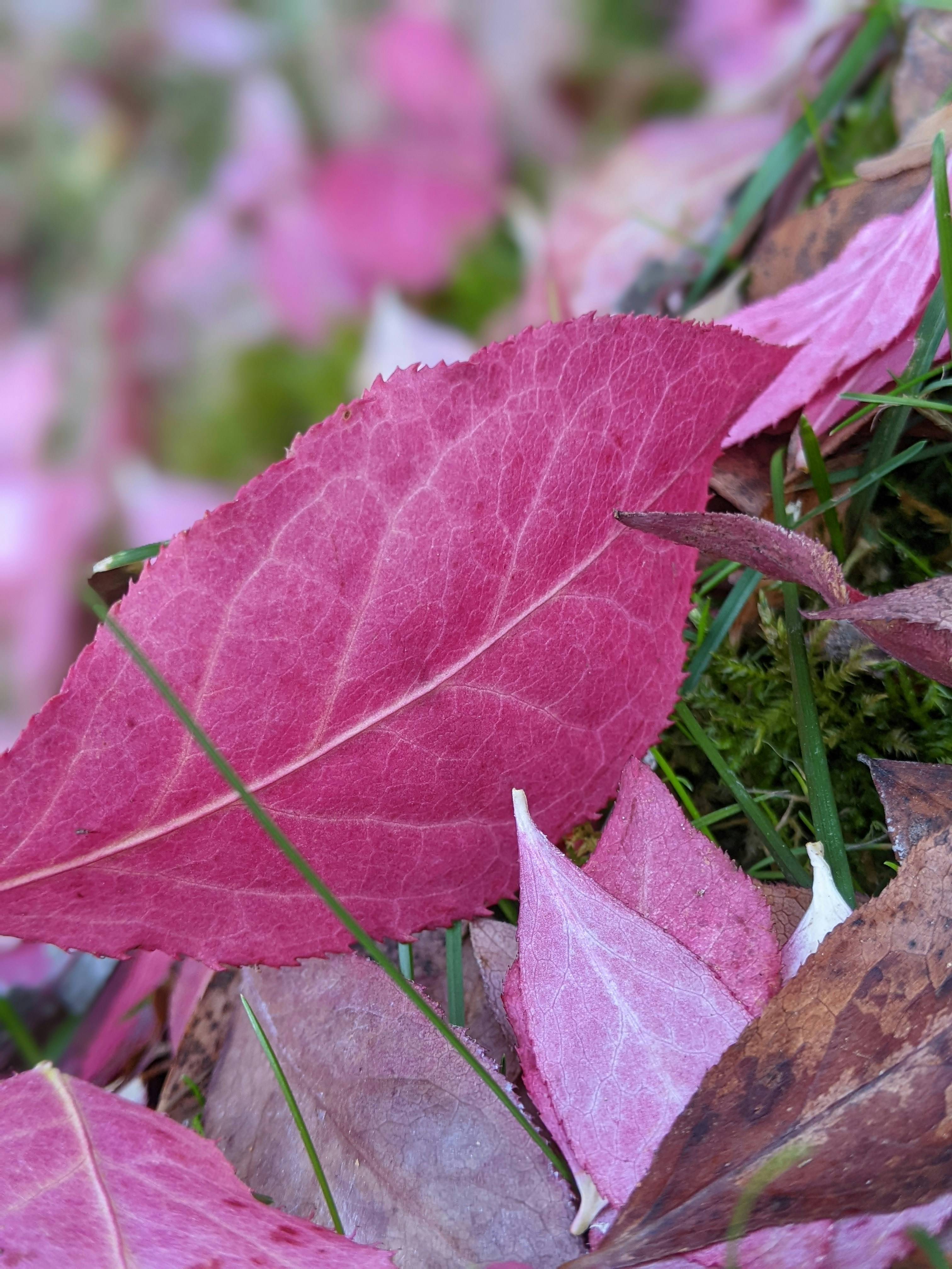 um close up de uma folha