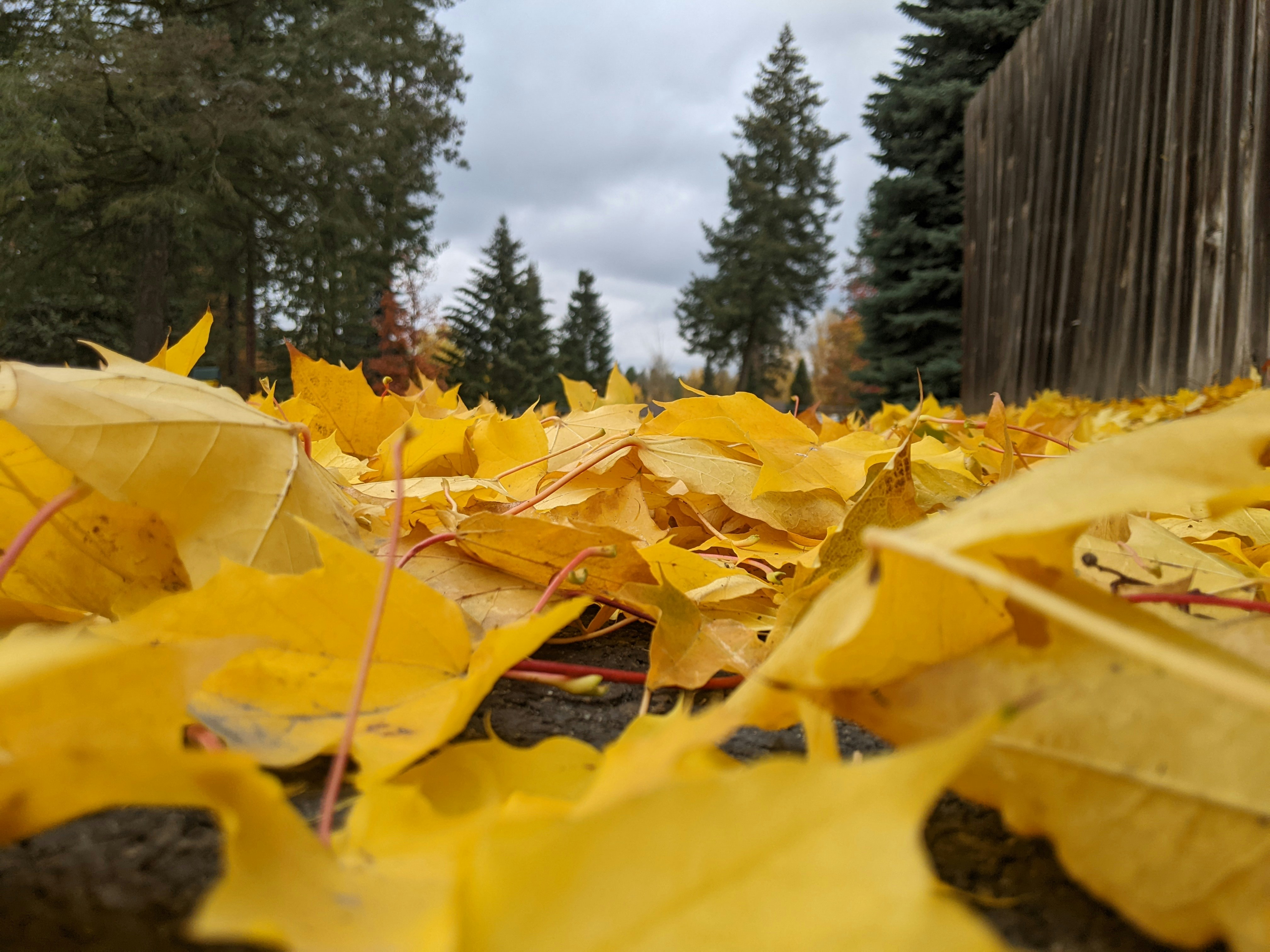 uma pilha de folhas amarelas