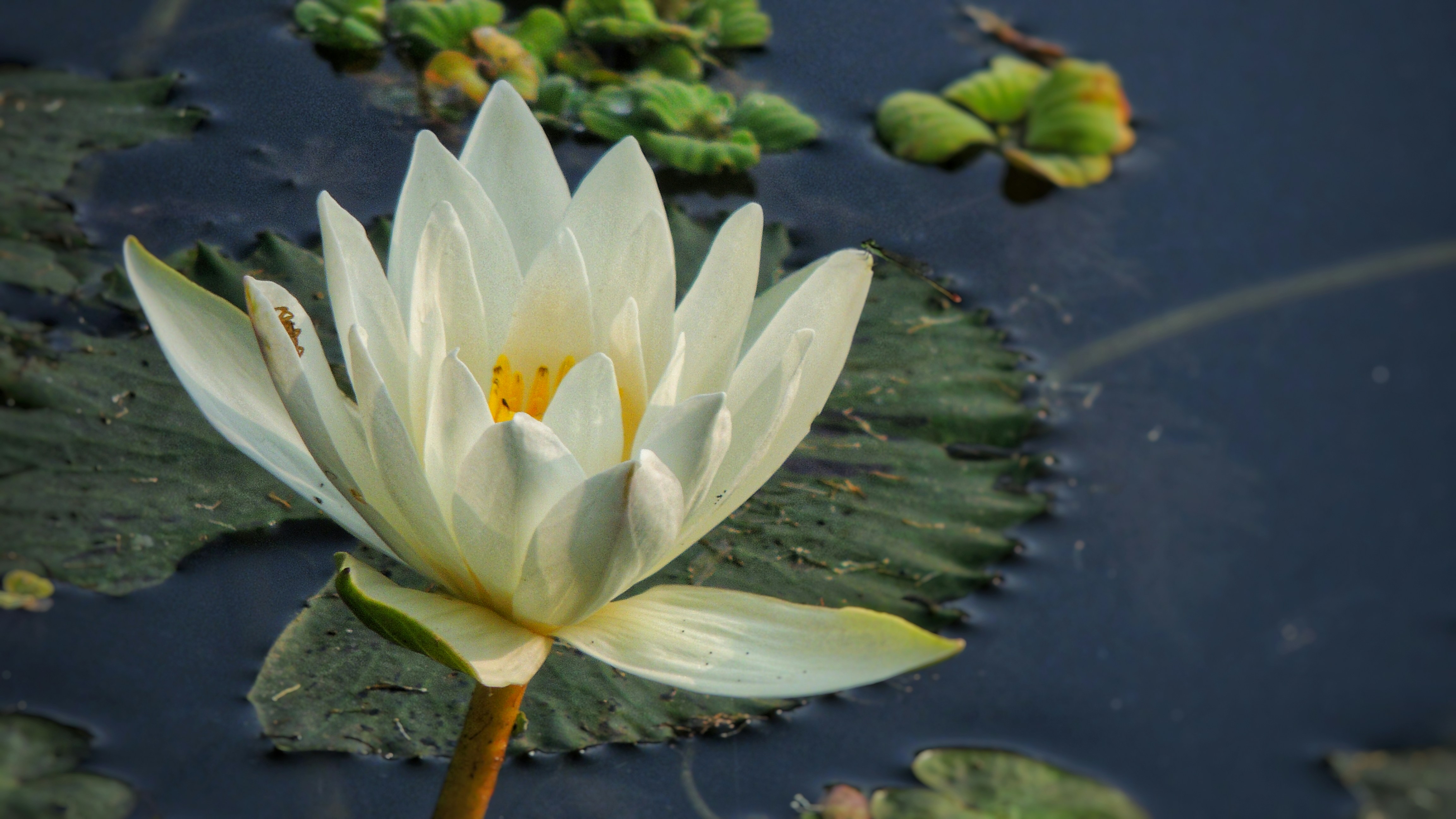 Photo by tetrawastaken