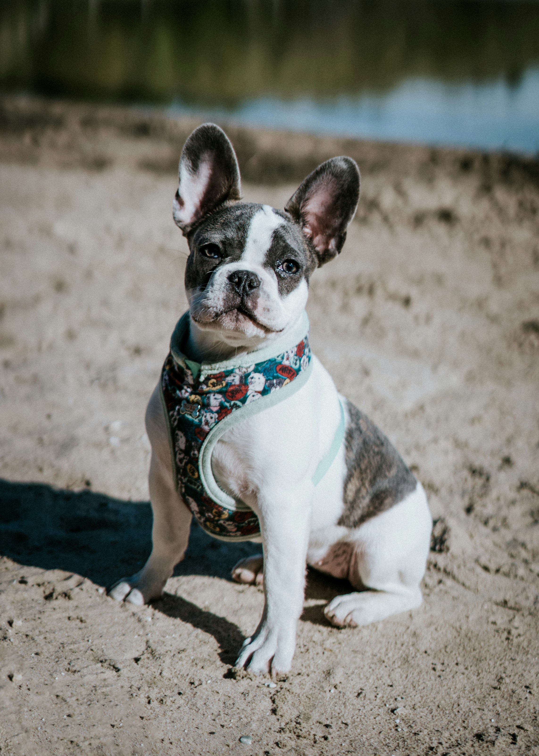 a dog sitting on the sand