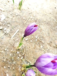 Purple crocus flowers with orange-red stigmas emerge from the ground surrounded by dry soil and small pebbles.