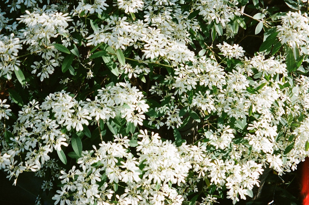 a bush with white flowers