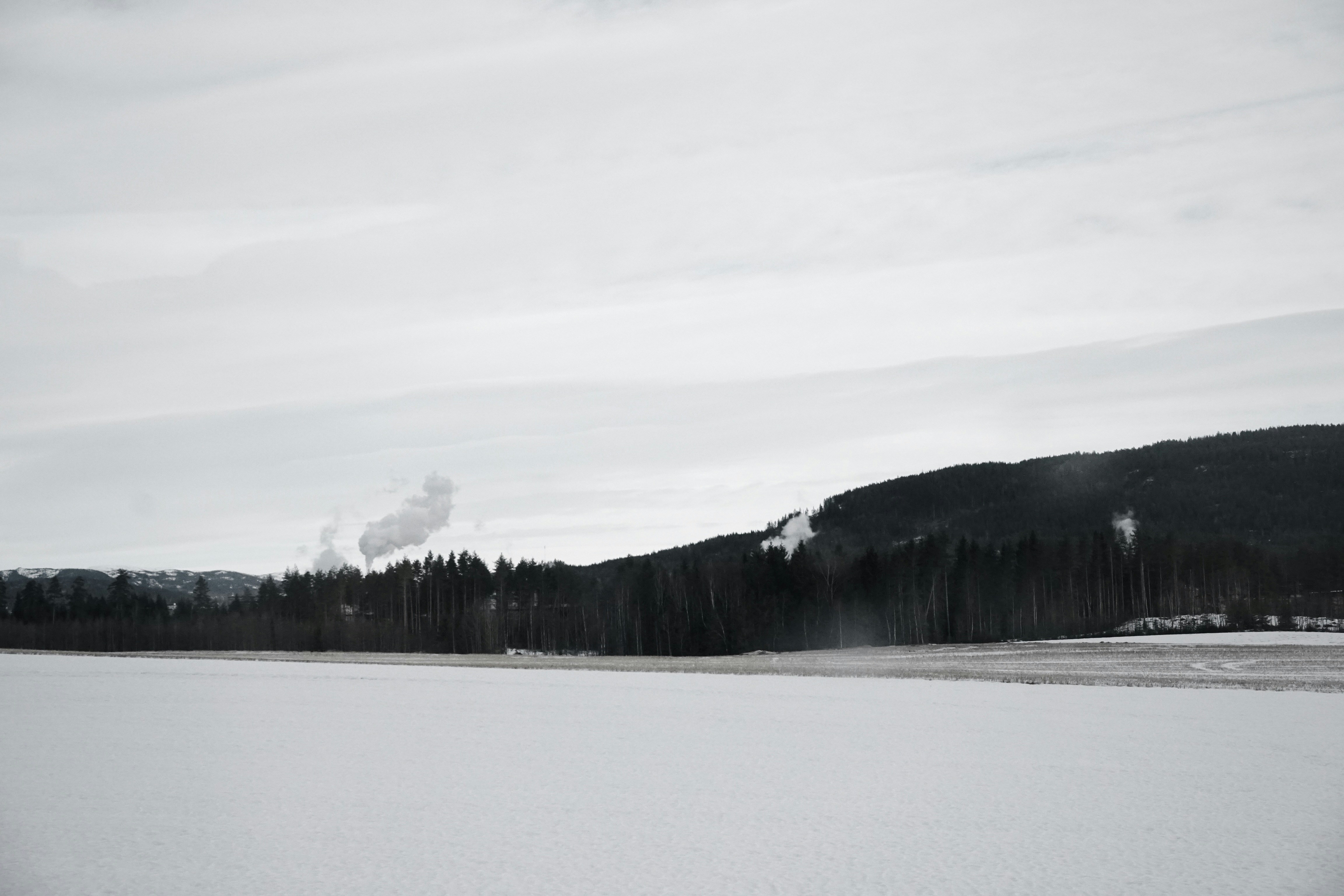 a snowy field with trees in the background