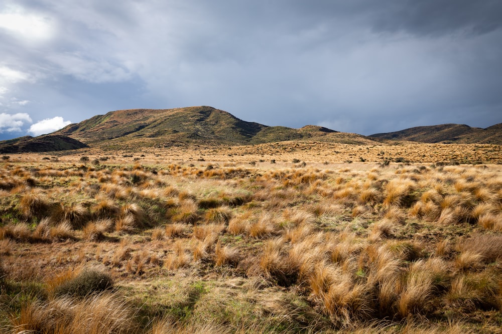 a grassy field with hills in the background