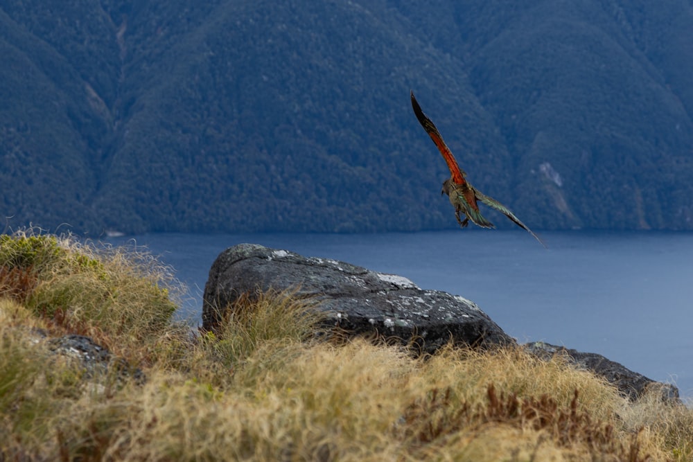 a bird flying over a rock