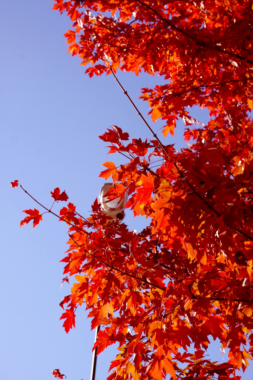 a person standing in a tree