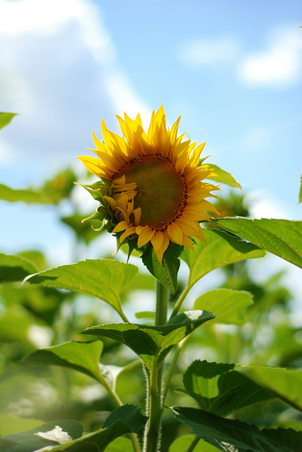 a yellow sunflower with green leaves