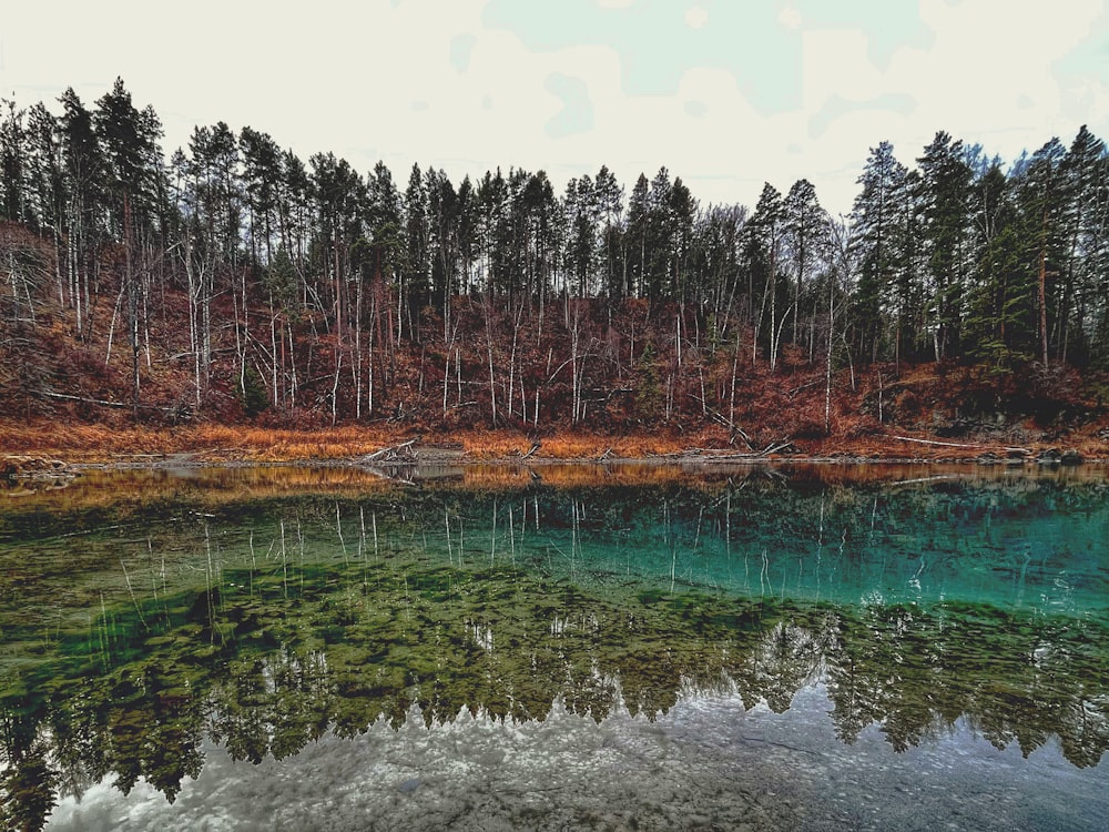 a lake surrounded by trees