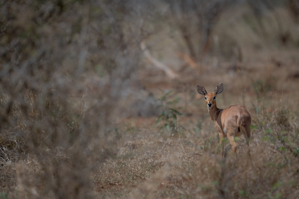 a deer in a field