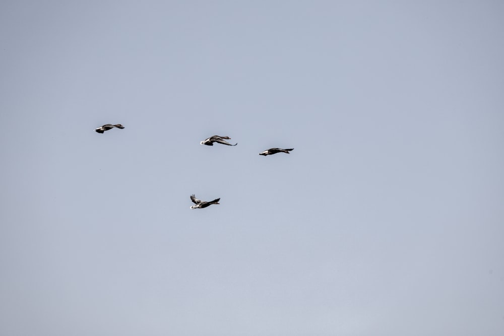 birds flying in the sky