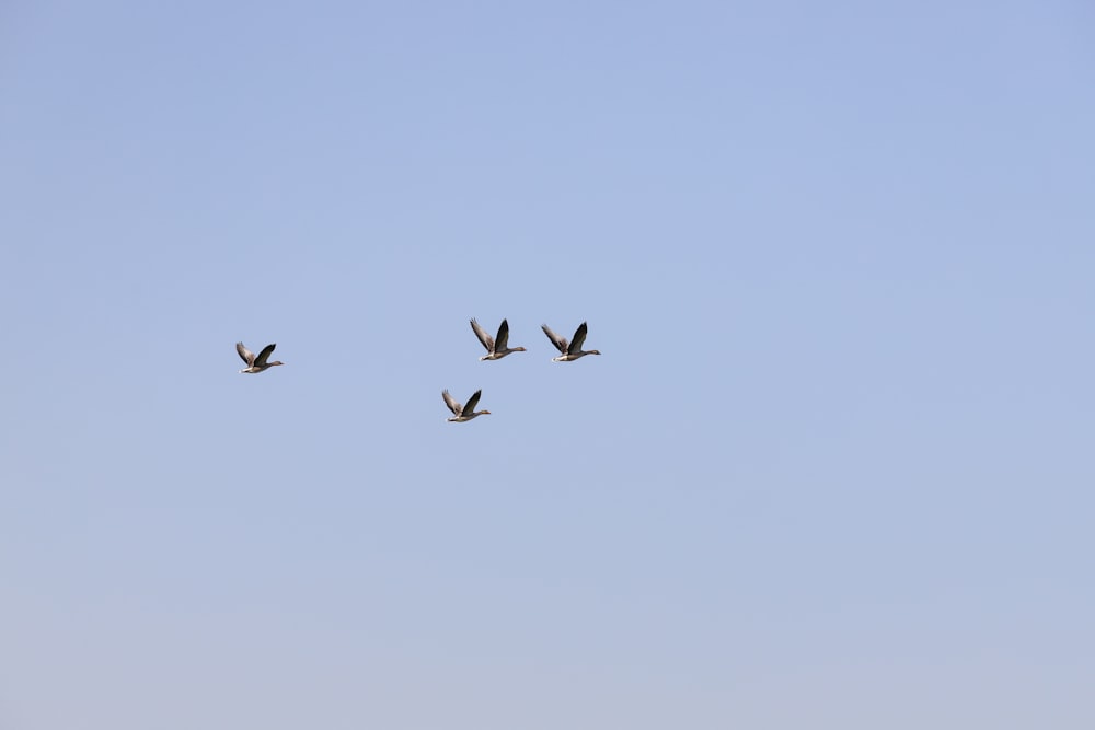 a group of birds flying in the sky