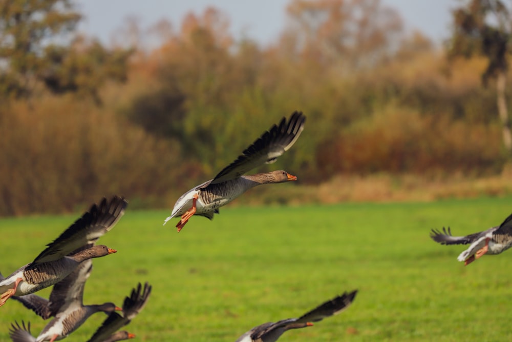 a group of birds flying in the air