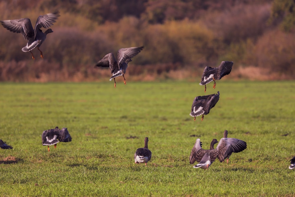 a flock of birds flying over a grassy field