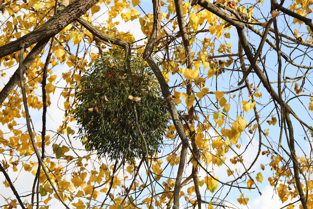 a tree with yellow leaves