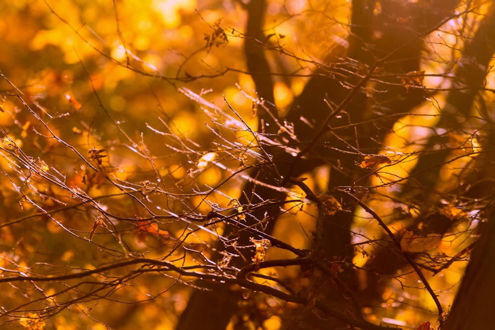 a close up of a tree branch