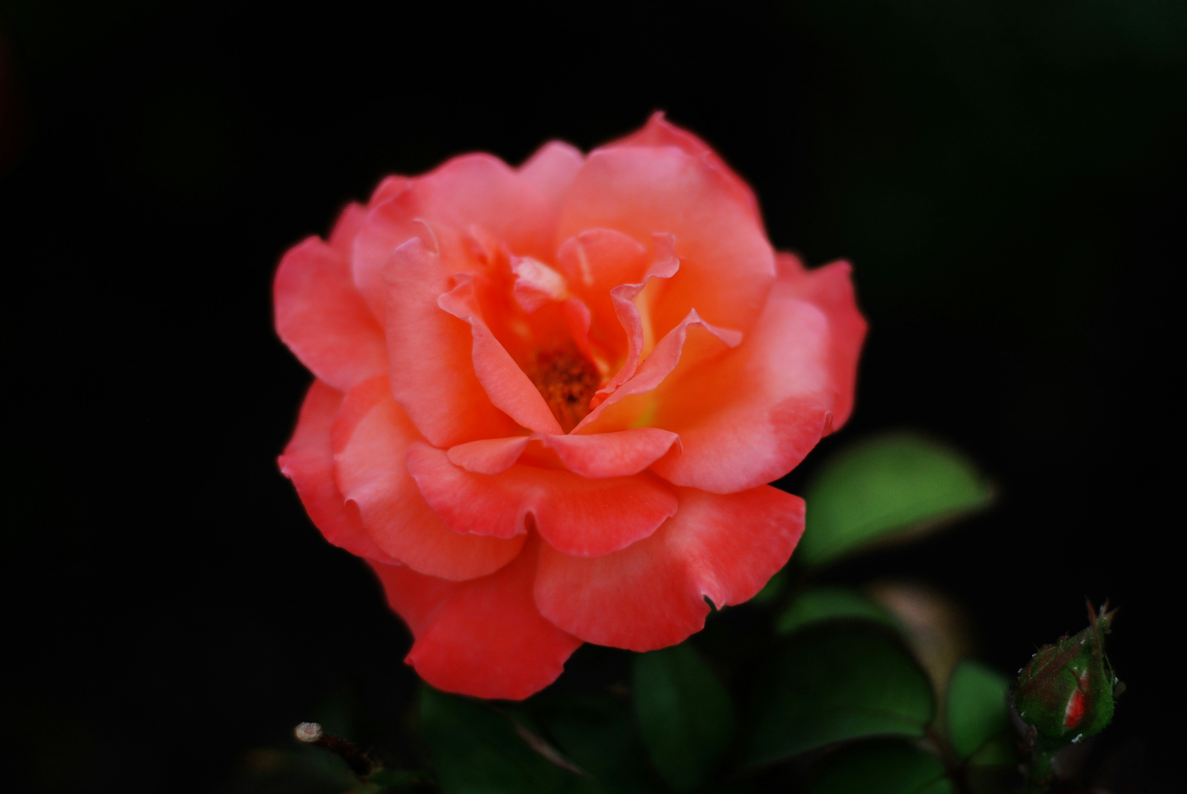 Photo by kovalskihelga