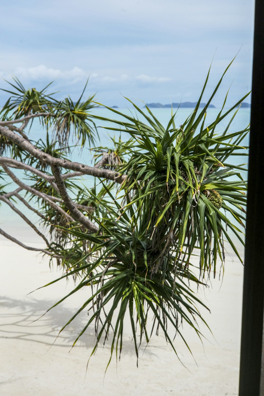 a tree branch on a beach