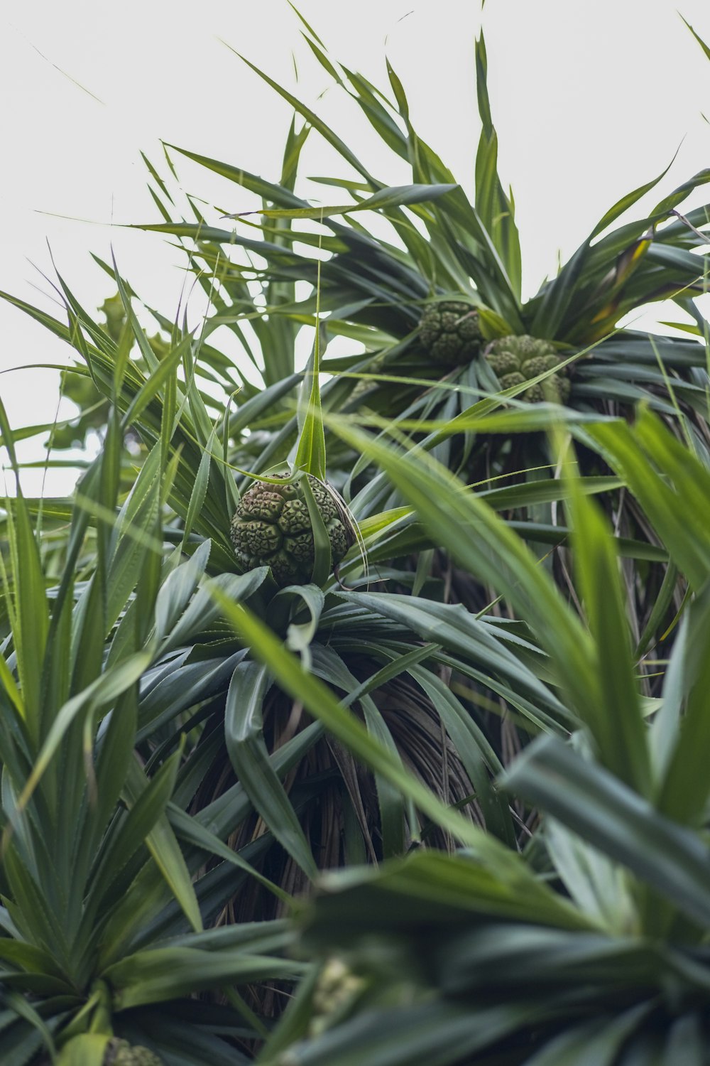 a turtle in a plant