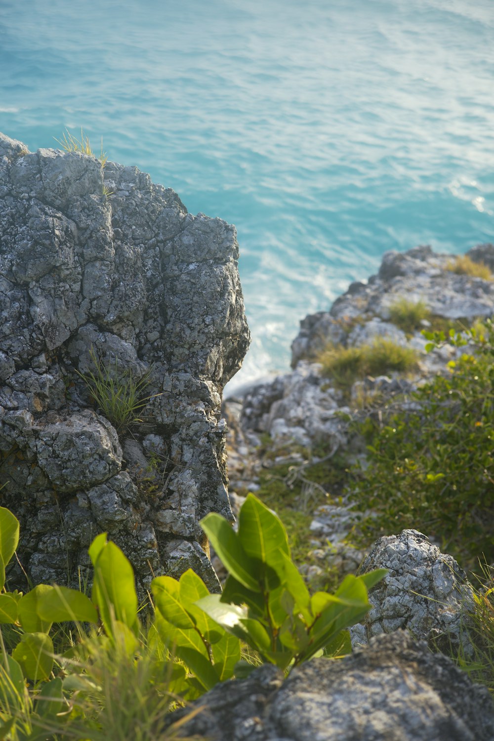 a rocky shoreline with plants and water