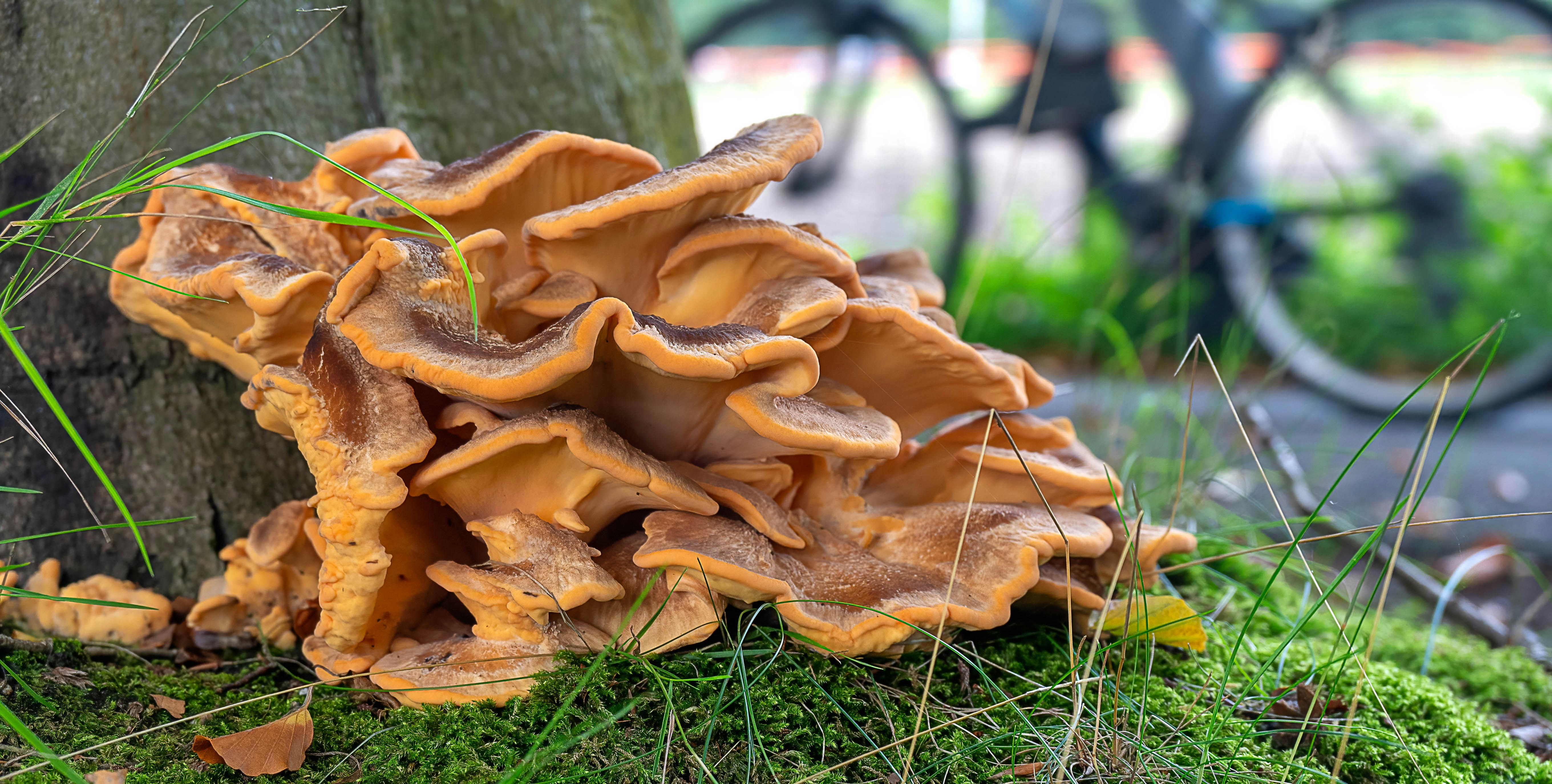 Afbeelding van Ellecom