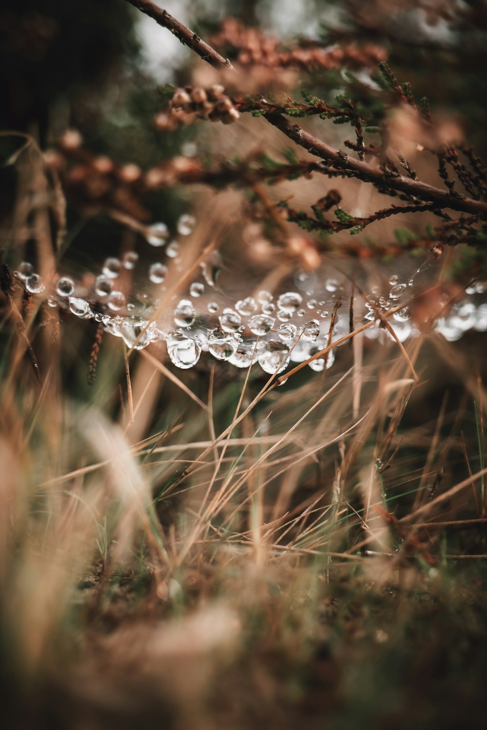 a close up of a tree branch