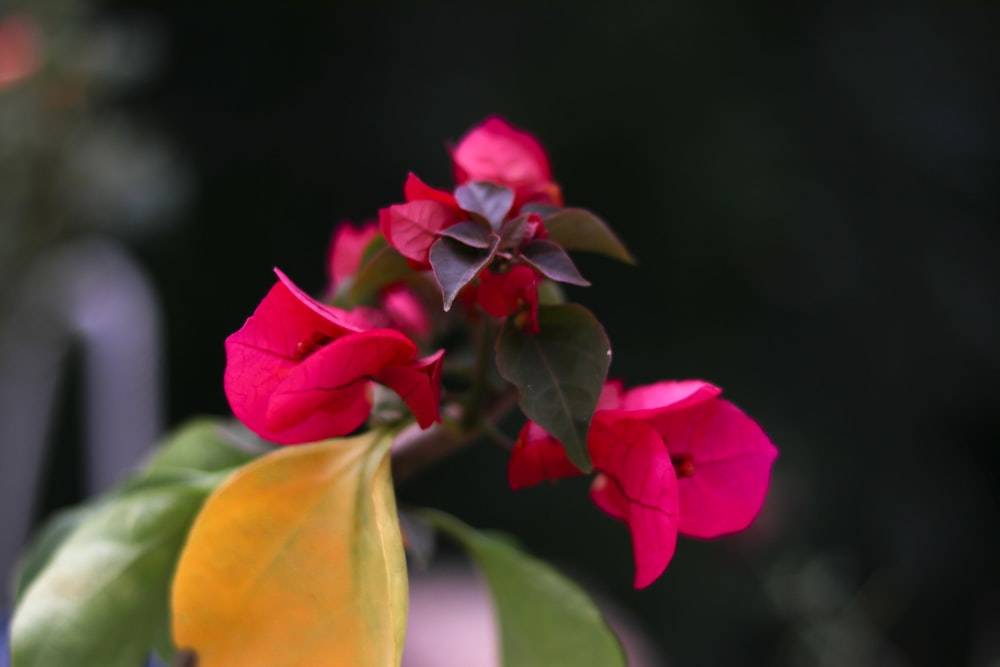 a close up of a flower