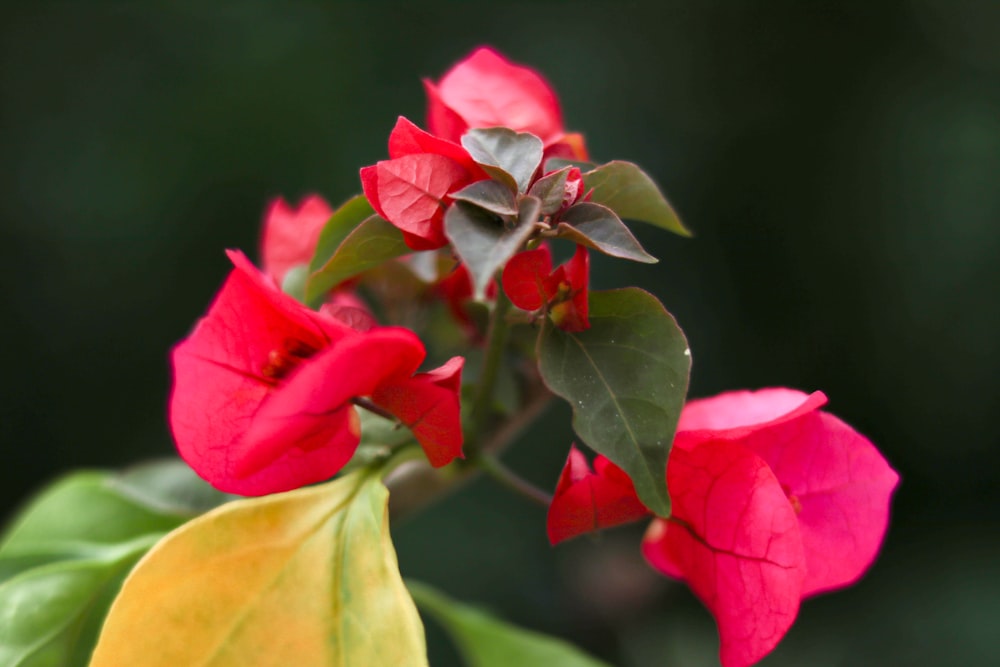 a close up of a flower