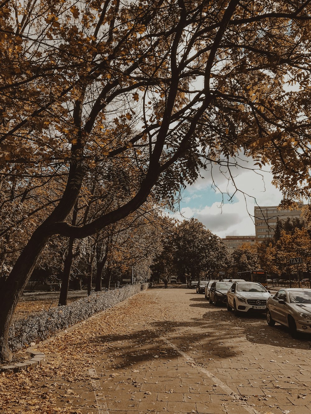 a road with trees on the side