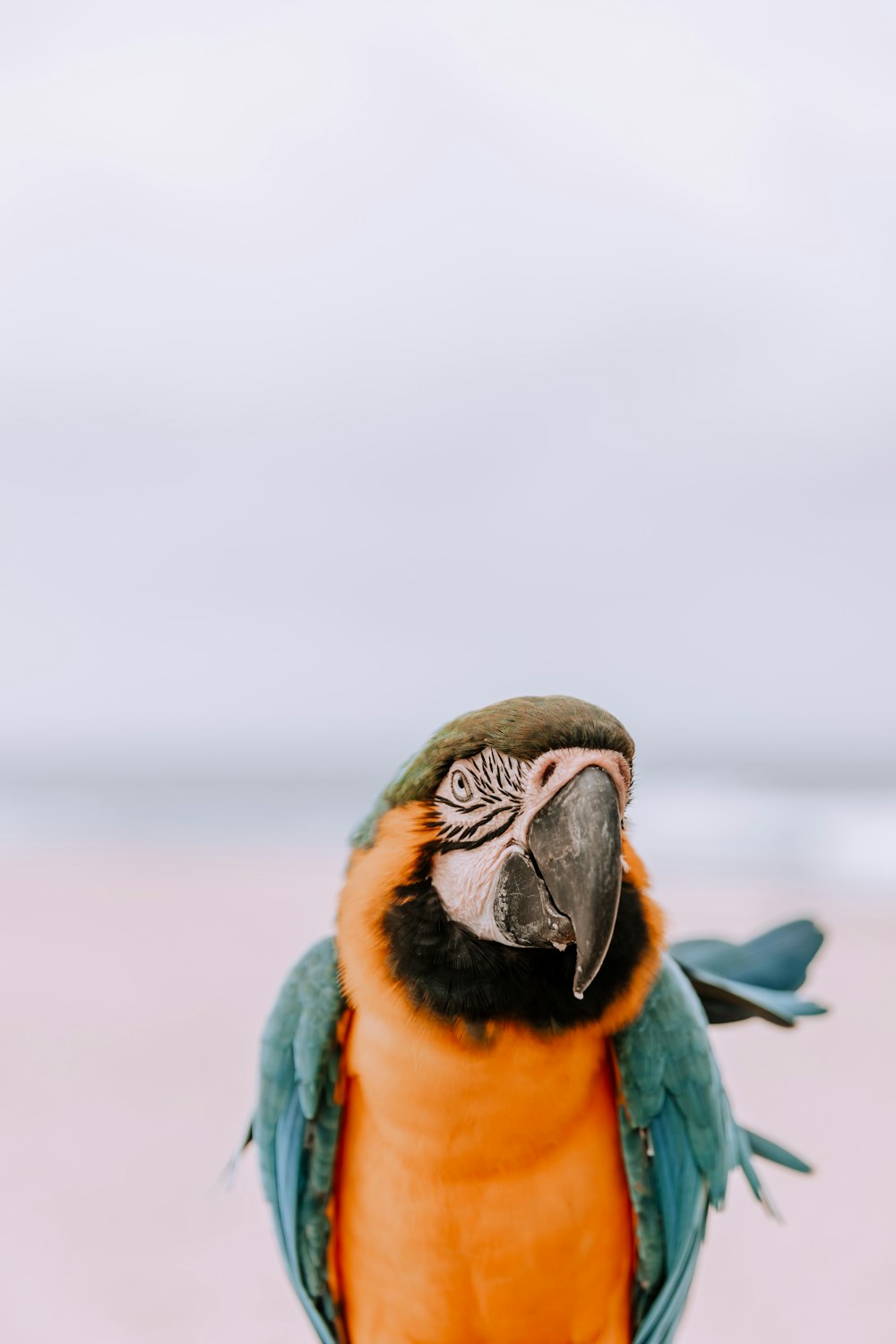 a colorful bird with a white background