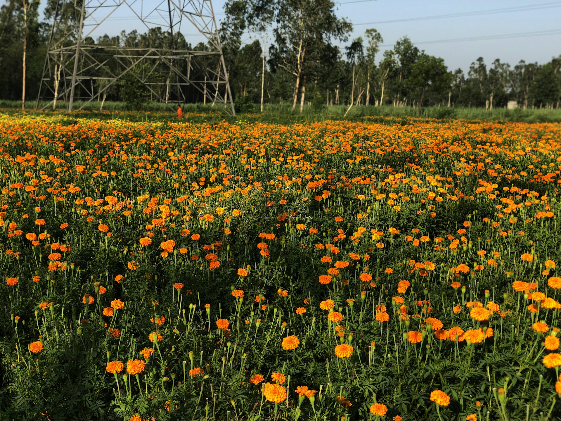 a field of orange flowers