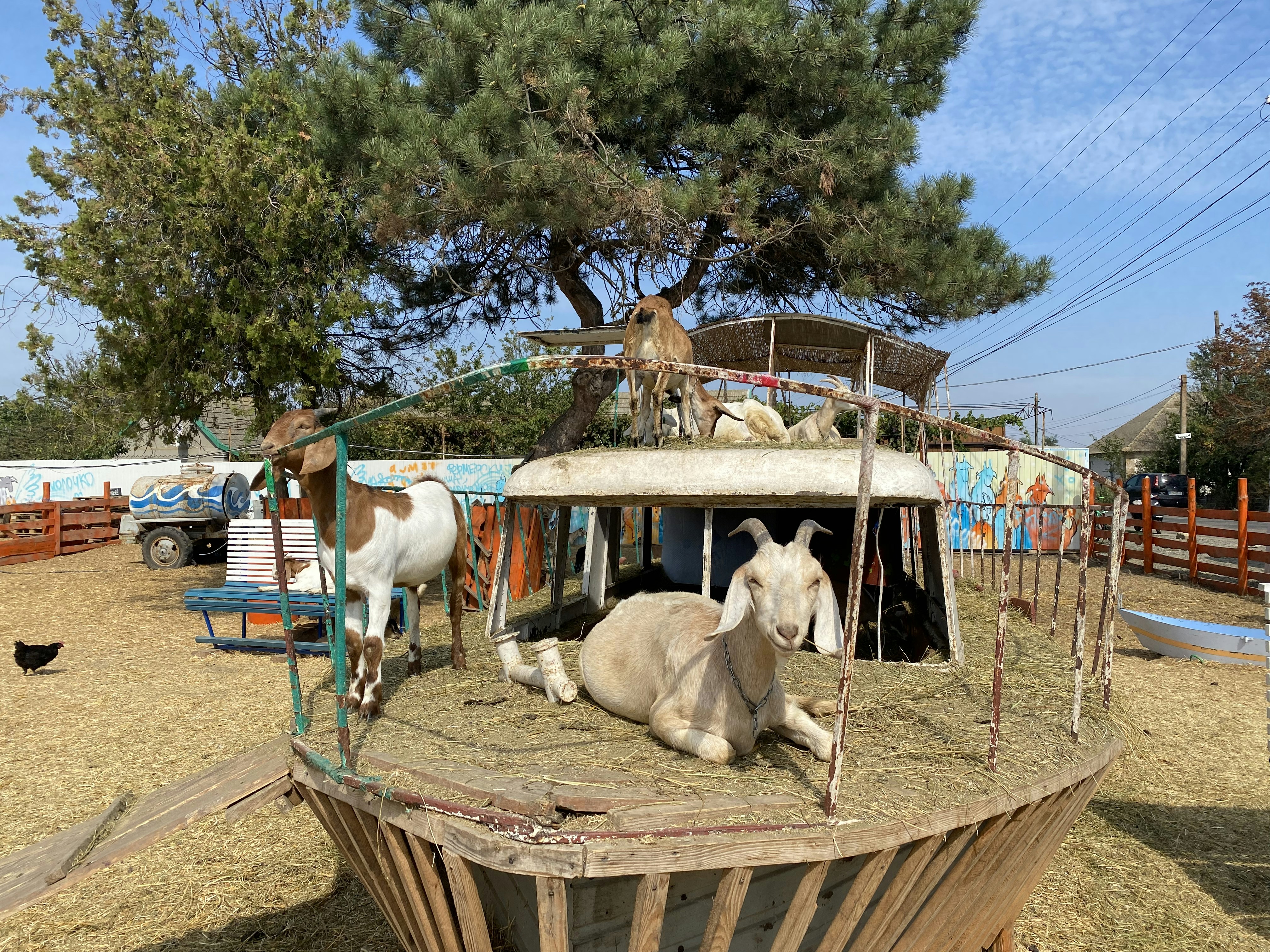 a group of cows stand in a small wooden boat
