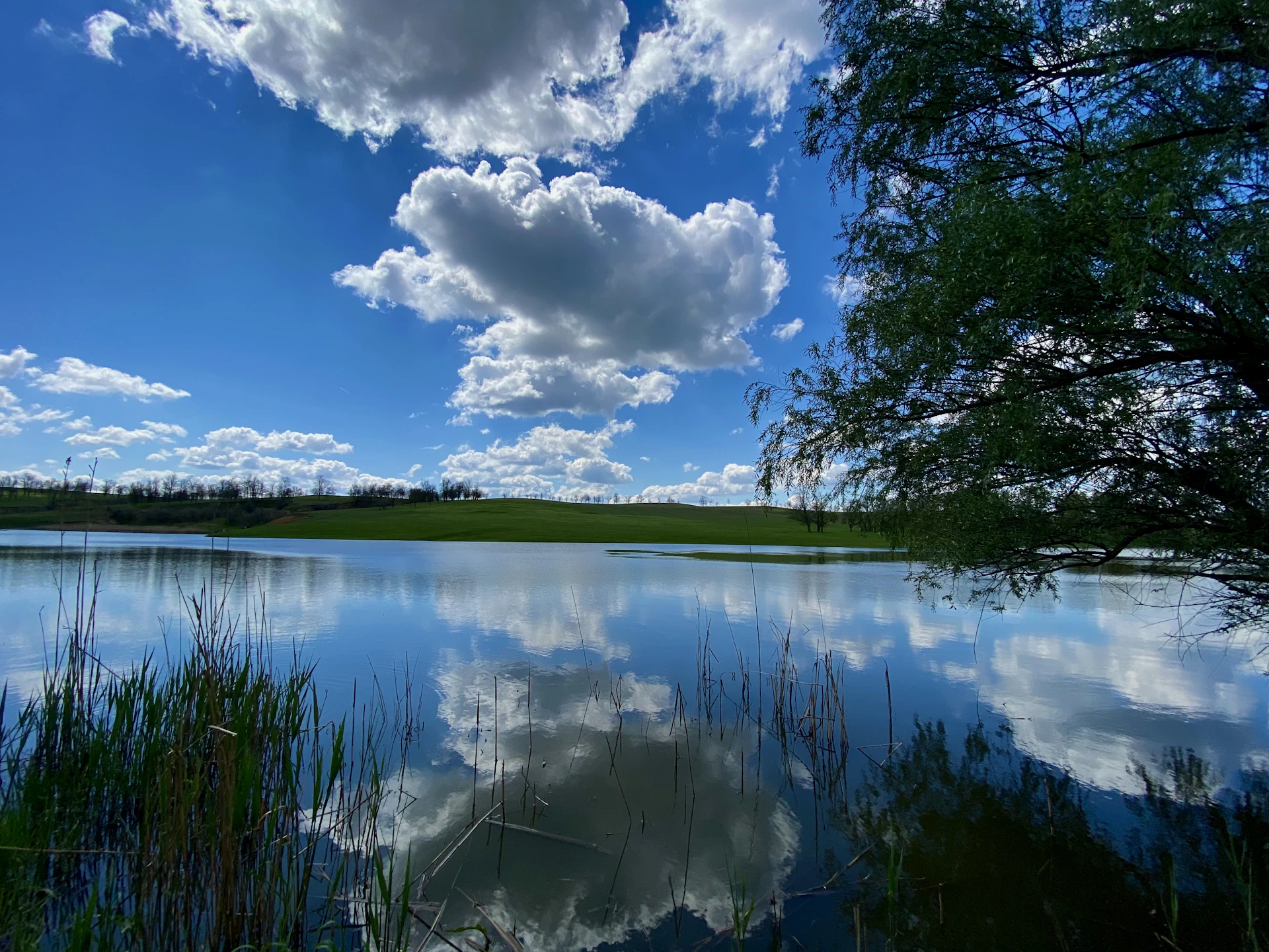 a body of water with trees and grass around it